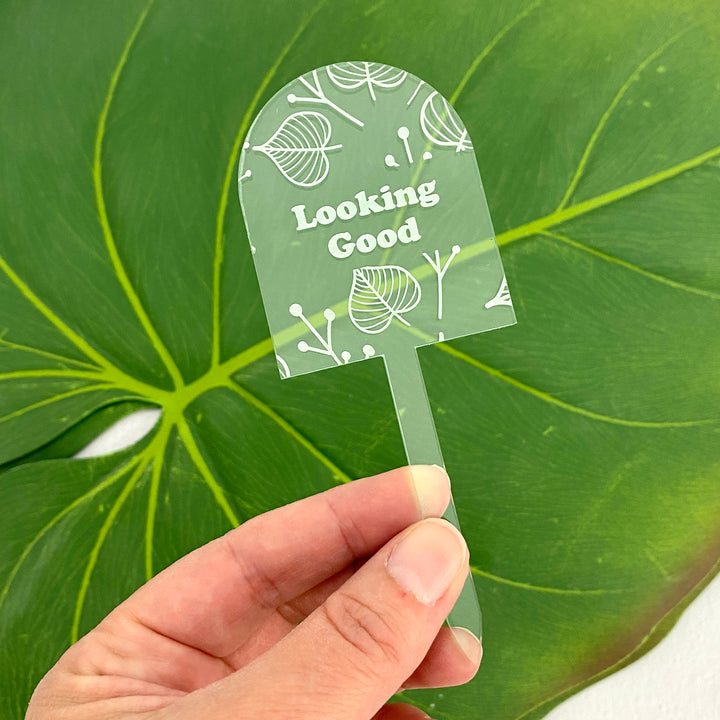 Positive Affirmations Plant Stakes