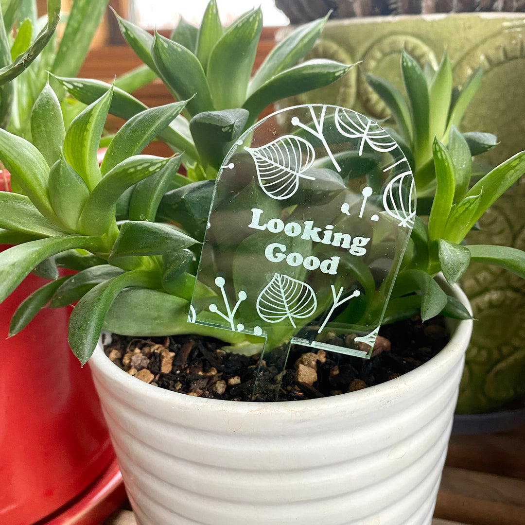 Positive Affirmations Plant Stakes